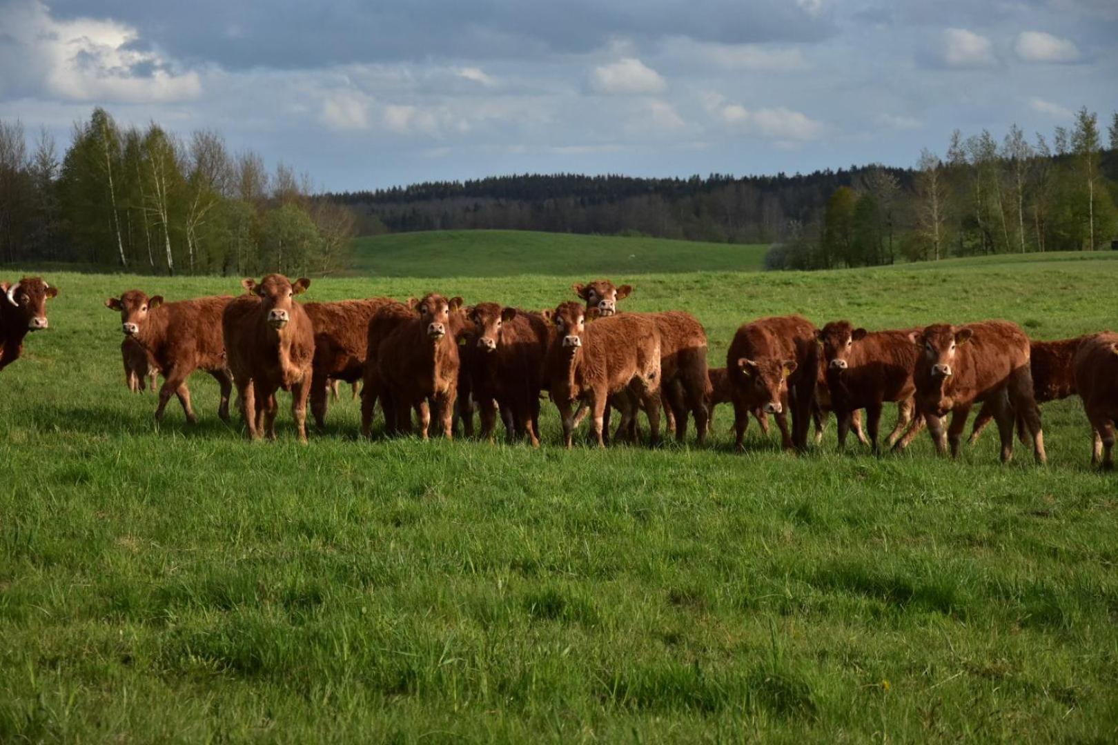 Siedlisko Nad Lakami Bauernhof