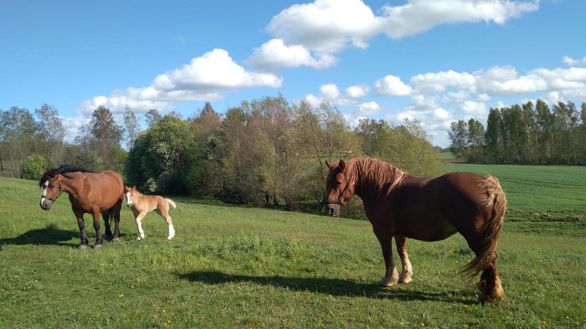 Siedlisko Nad Lakami Bauernhof *